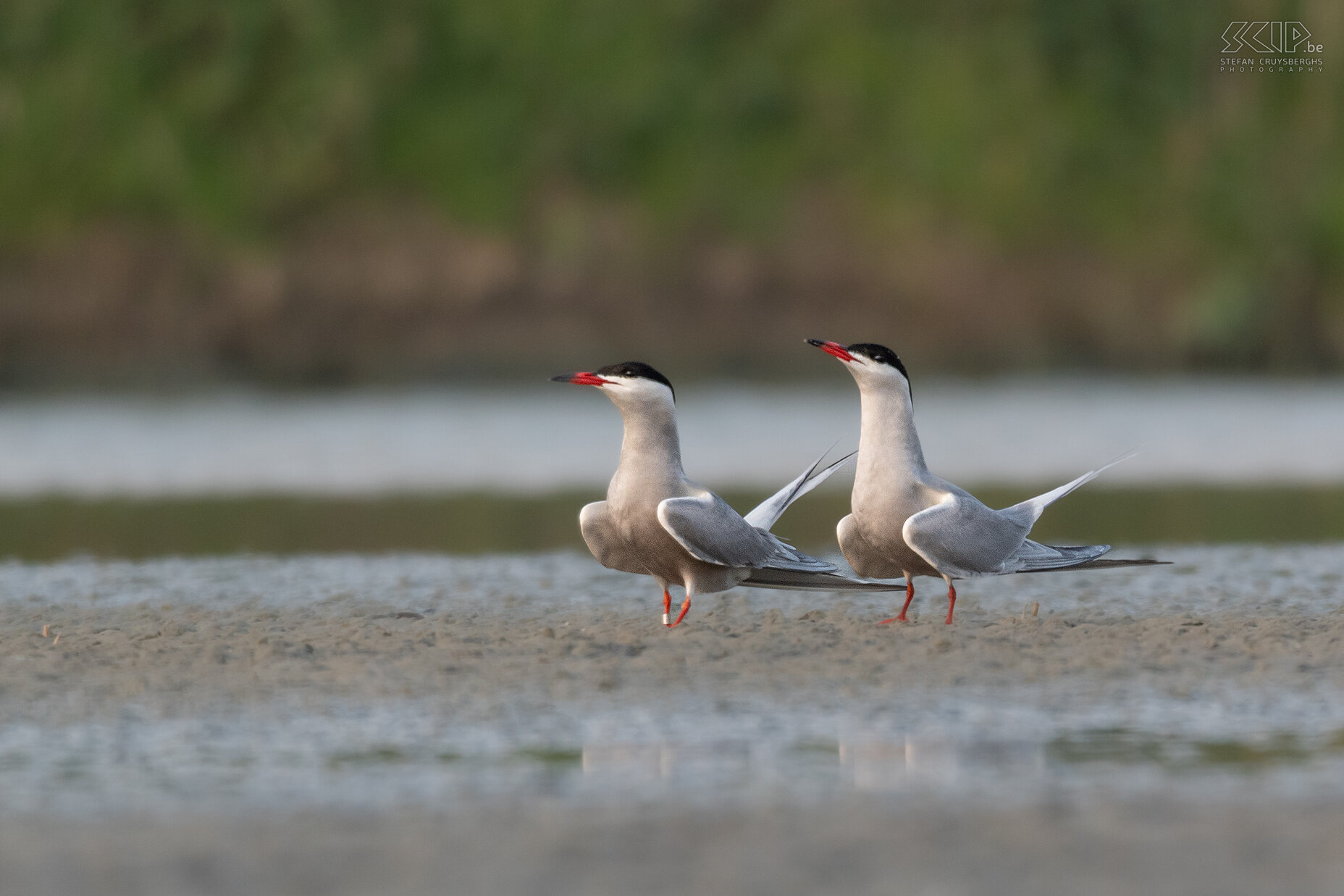 Watervogels  - Visdiefjes Visdiefje / Common tern / Sterna hirundo Stefan Cruysberghs